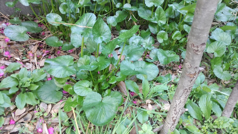 キクザキリュウキンカの葉 横浜市旭区今川町
