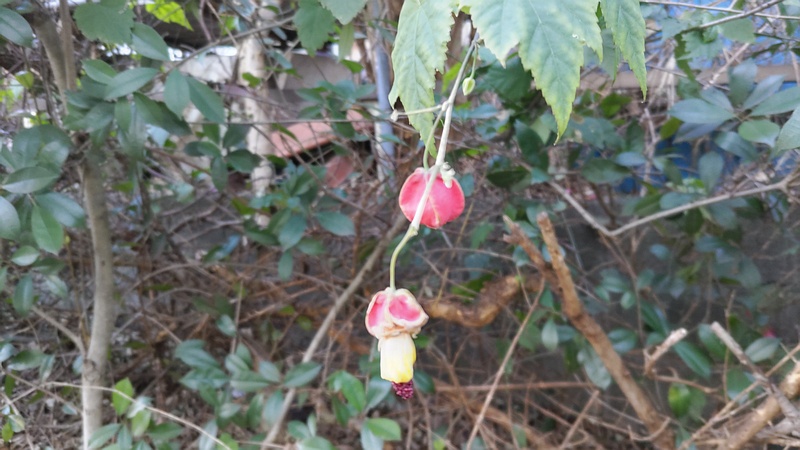ウキツリボクの花と蕾 横浜市旭区今川町