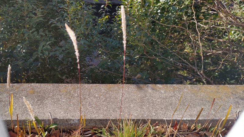 チガヤ 横浜市旭区鶴ヶ峰本町