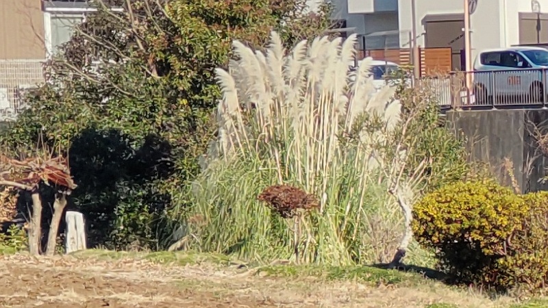 シロガネヨシ 横浜市旭区鶴ヶ峰本町
