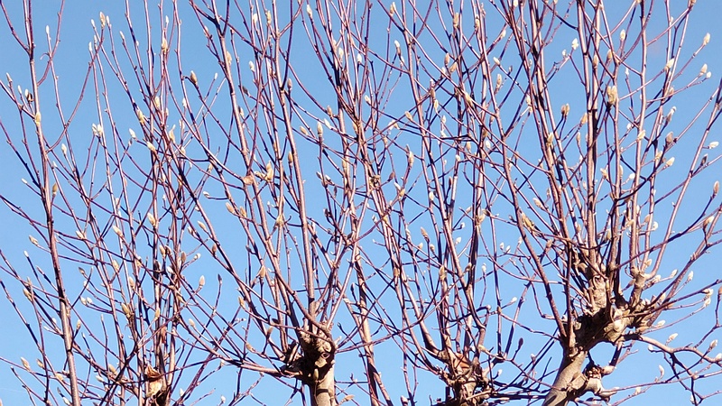 ハクモクレンの蕾 横浜市旭区鶴ヶ峰本町