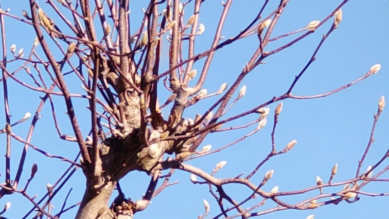 ハクモクレンの蕾 横浜市旭区鶴ヶ峰本町