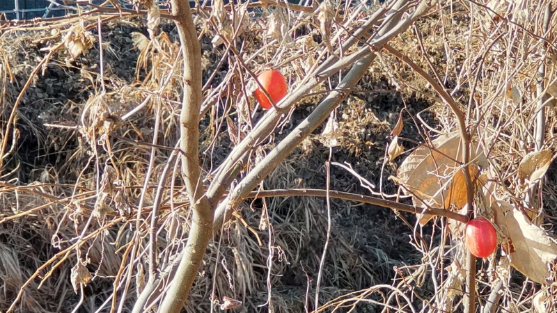 カラスウリの果実 横浜市旭区鶴ヶ峰本町
