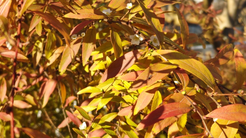 ユキヤナギの花 横浜市旭区鶴ヶ峰本町