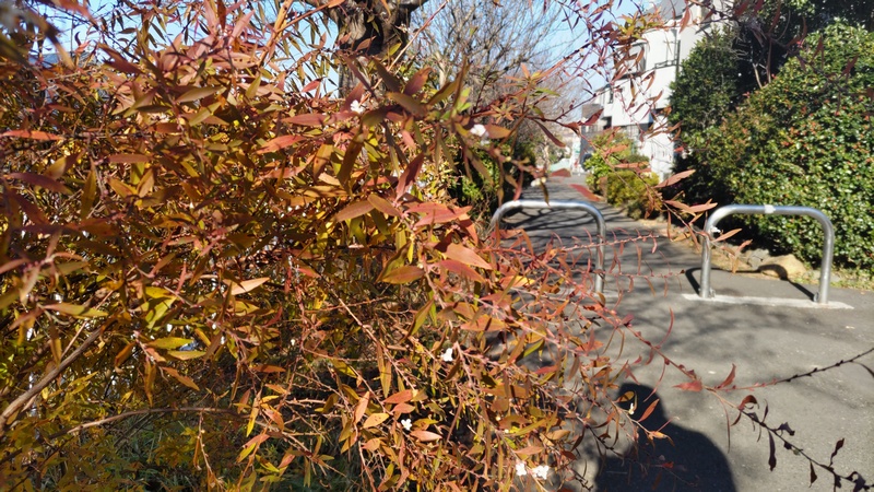 ユキヤナギの花 横浜市旭区鶴ヶ峰本町