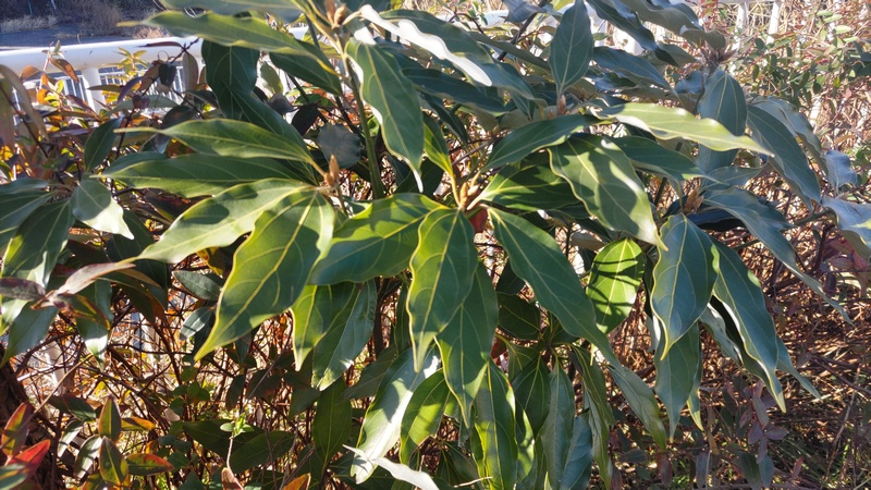 シロダモ 横浜市旭区今宿南町
