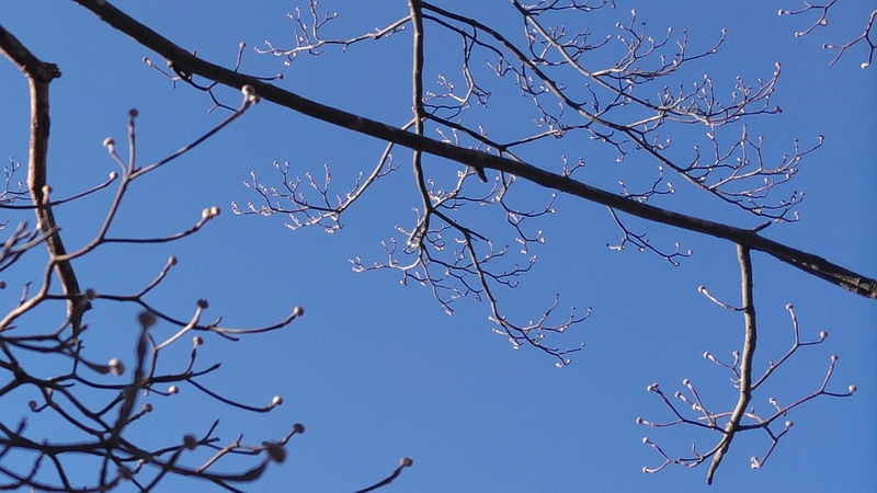 ハナミズキの冬芽 横浜市旭区今宿南町