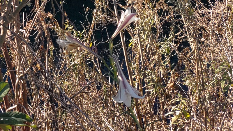 タカサゴユリ 横浜市旭区今宿南町