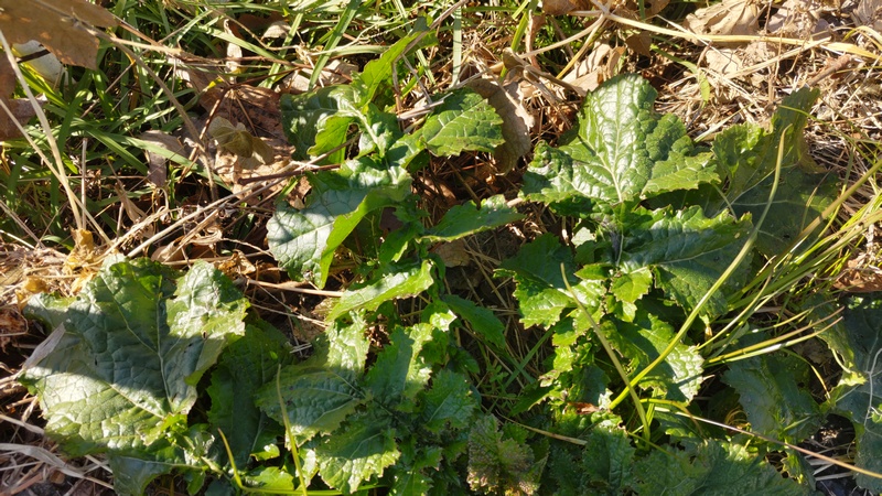 アブラナ科の植物 横浜市旭区今宿南町