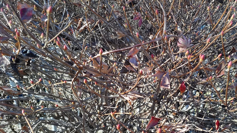 ドウダンツツジの芽 横浜市旭区今宿南町