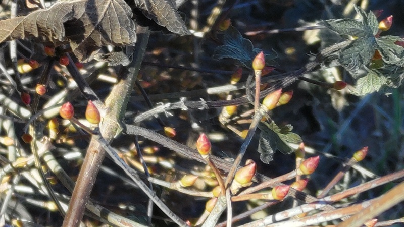 ドウダンツツジの蕾 横浜市旭区今宿南町