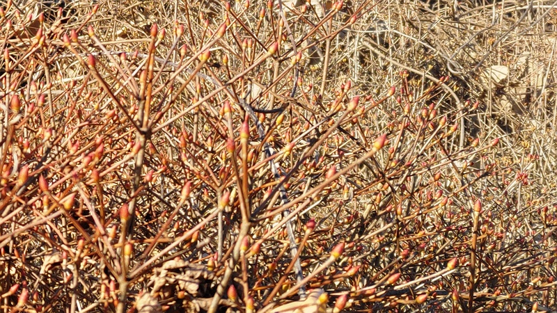 ドウダンツツジの蕾 横浜市旭区今宿南町
