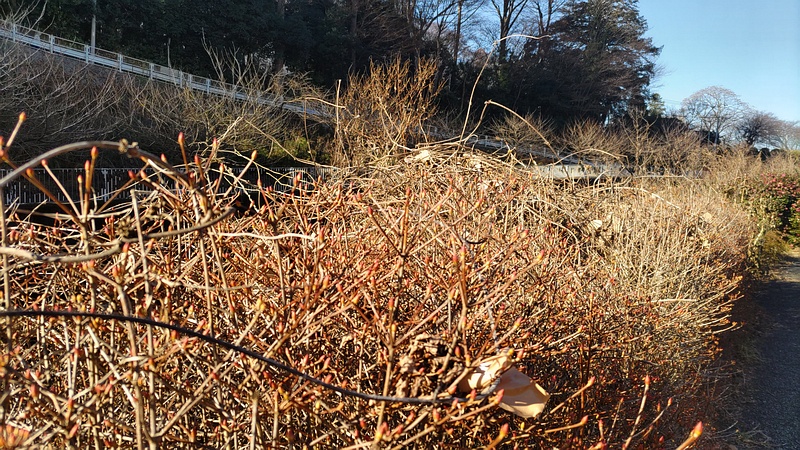 ドウダンツツジの芽 横浜市旭区今宿南町
