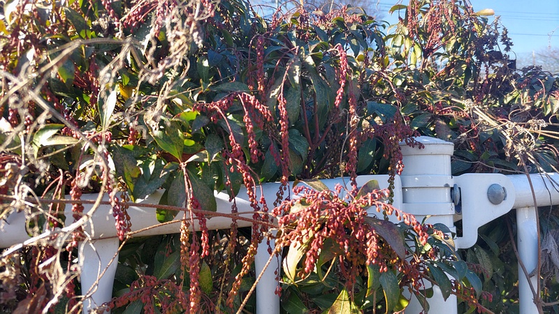 アセビの蕾 横浜市旭区今宿南町