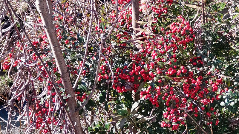 ピラカンサ 横浜市旭区今宿南町