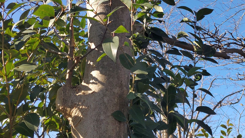 トウネズミモチの樹皮と剪定跡 横浜市旭区今宿南町