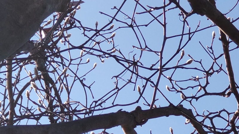 ハクモクレンの蕾 横浜市旭区今宿南町