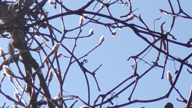 ハクモクレンの蕾 横浜市旭区今宿南町
