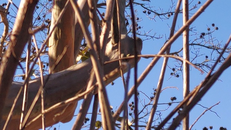 サルスベリの果実 横浜市旭区今宿南町