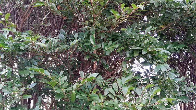 ヒサカキ 横浜市旭区鶴ヶ峰本町畠山重忠公碑