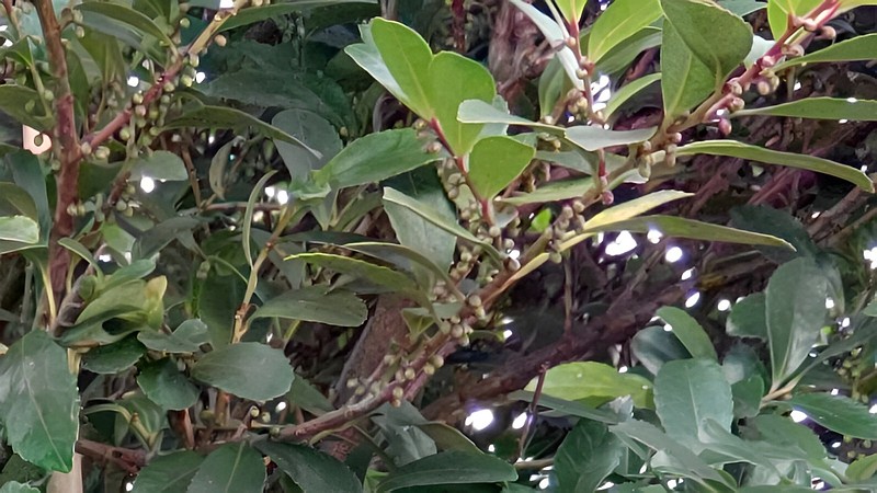 ヒサカキ 横浜市旭区鶴ヶ峰本町畠山重忠公碑