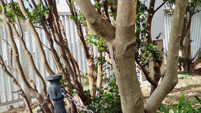 トウネズミモチの樹皮 横浜市旭区鶴ヶ峰本町畠山重忠公碑