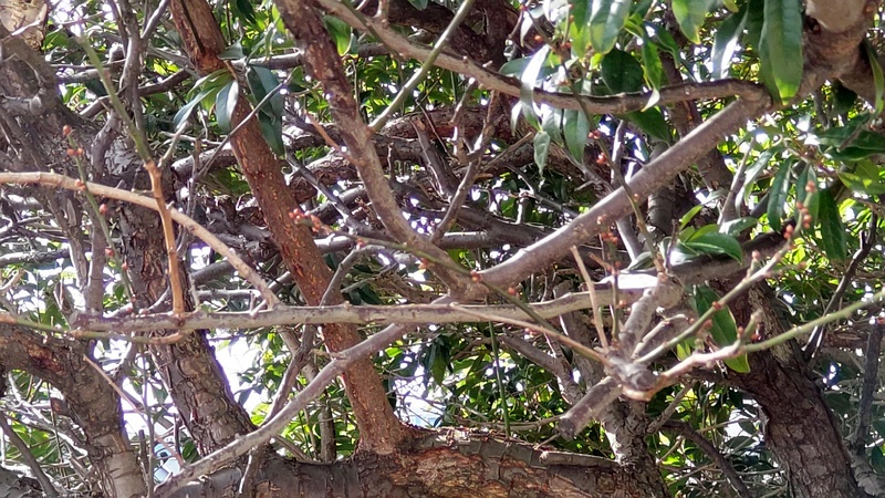 ウメの蕾 横浜市旭区鶴ヶ峰本町畠山重忠公碑