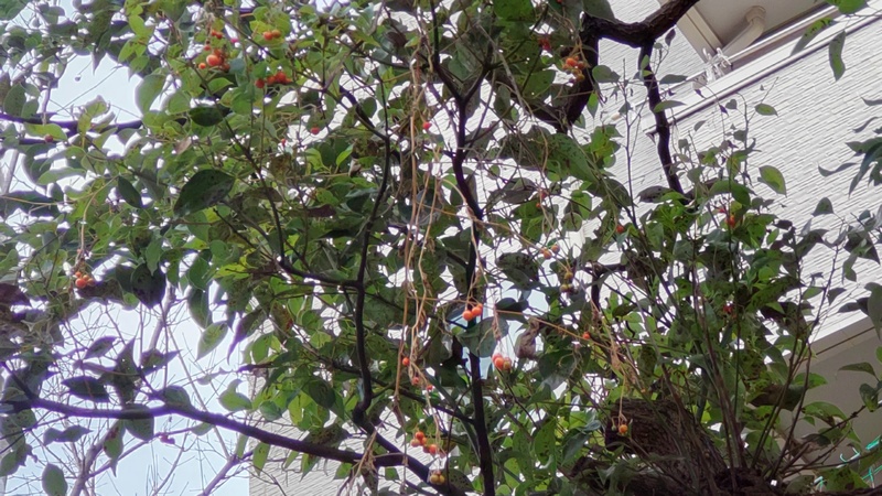 ヘクソカズラの果実 横浜市旭区今川町