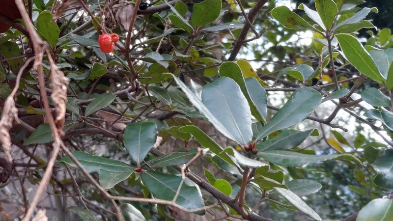 ツルウメモドキの果実とマサキの冬芽 横浜市旭区今川町