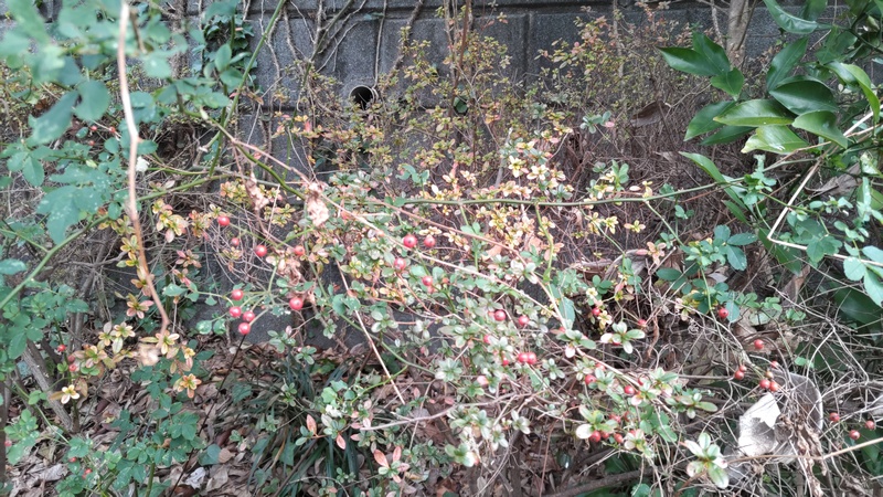 ノイバラの果実 横浜市旭区今川町