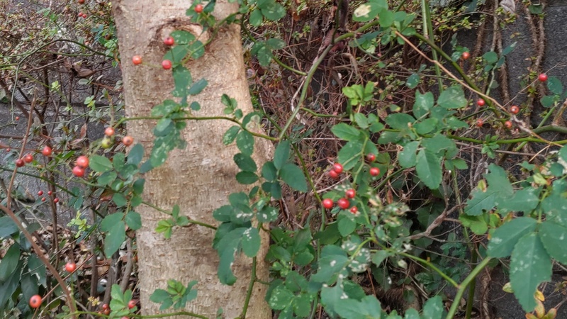 ノイバラの果実 横浜市旭区今川町
