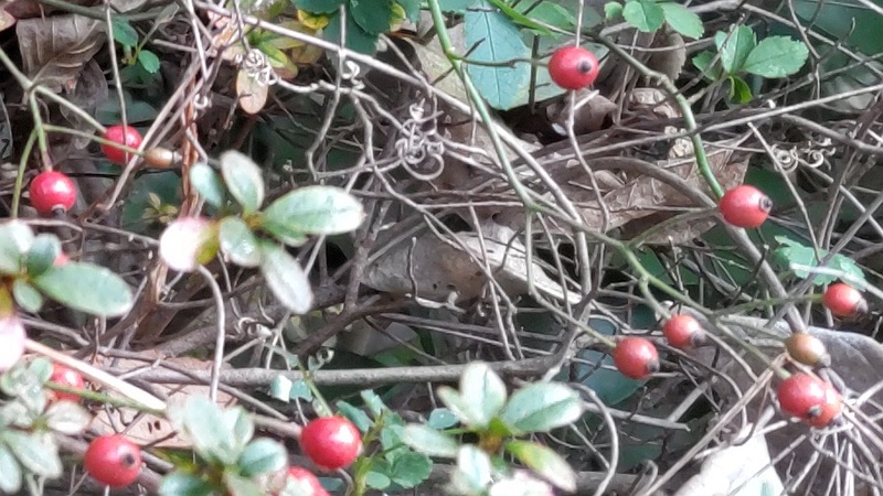 ノイバラの果実 横浜市旭区今川町