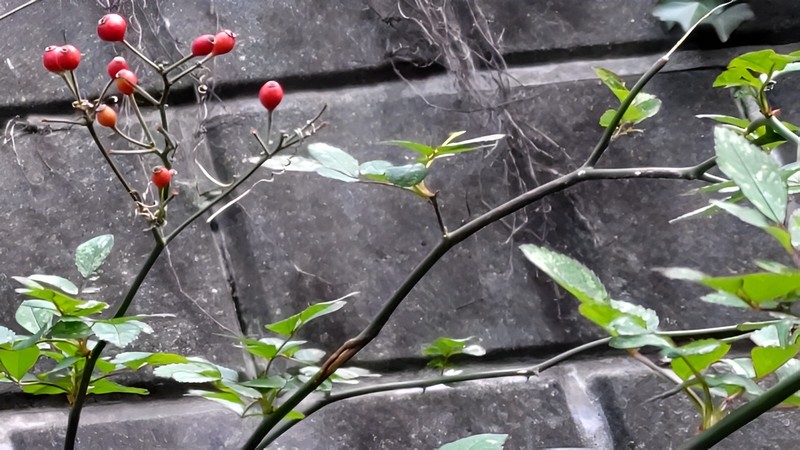 ノイバラの果実と枝葉 横浜市旭区今川町