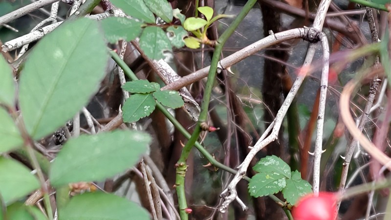ノイバラの棘と新芽 横浜市旭区今川町