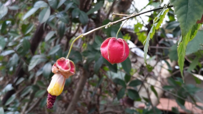ウキツリボクの花と蕾 横浜市旭区今川町