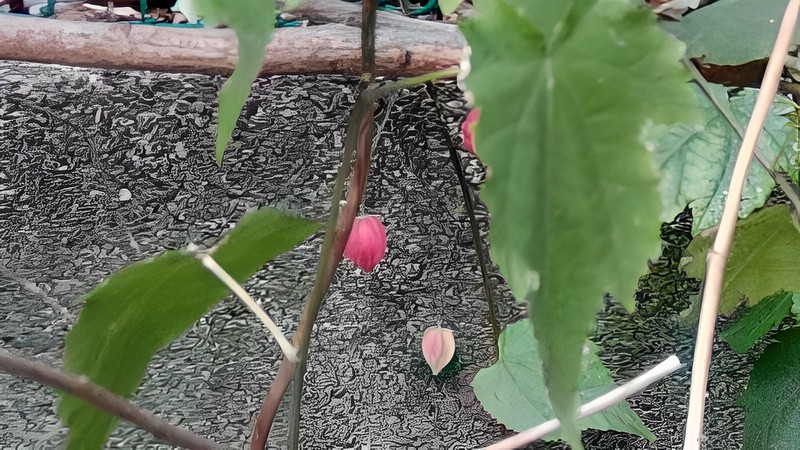 ウキツリボクの蕾 横浜市旭区今川町