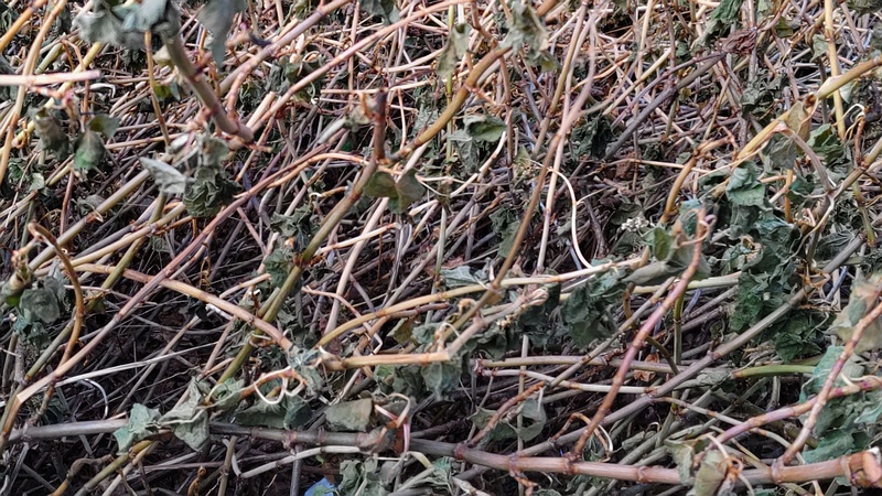 シャクチリソバ 横浜市旭区今川町