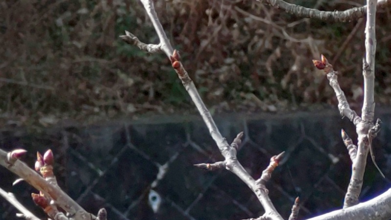 ソメイヨシノの花芽と葉芽 横浜市旭区鶴ヶ峰本町