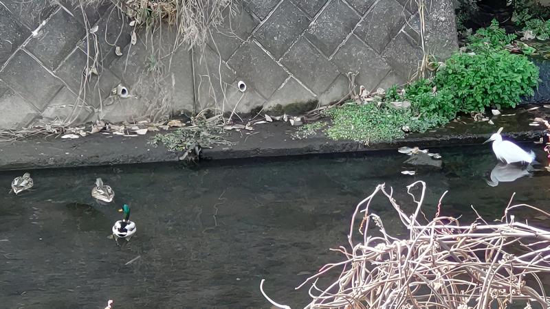 コサギ、カルガモ、マガモ 横浜市旭区鶴ヶ峰本町