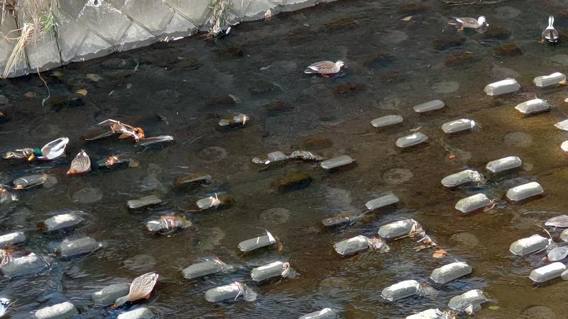 カルガモとマガモ 横浜市旭区鶴ヶ峰本町