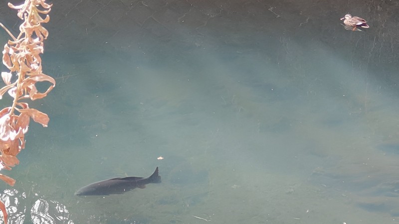 カルガモとコイ 横浜市旭区鶴ヶ峰本町