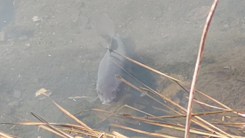 コイ 横浜市旭区鶴ヶ峰本町