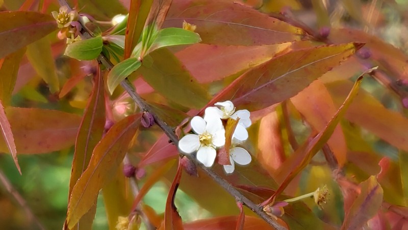 ユキヤナギの花と蕾 横浜市旭区鶴ヶ峰本町