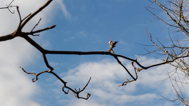 ハナミズキの芽 横浜市旭区鶴ヶ峰本町