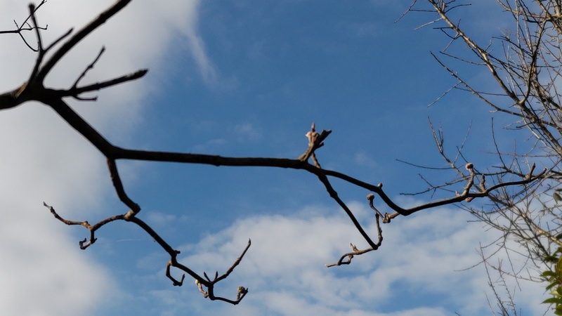 ハナミズキの芽 横浜市旭区鶴ヶ峰本町