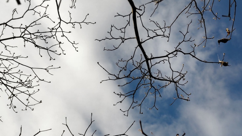 ハナミズキの芽 横浜市旭区鶴ヶ峰本町