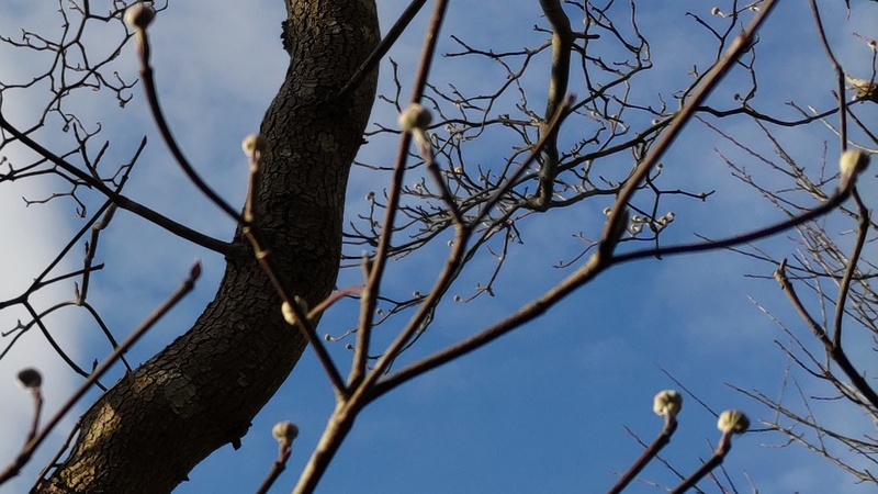 ハナミズキの芽 横浜市旭区鶴ヶ峰本町