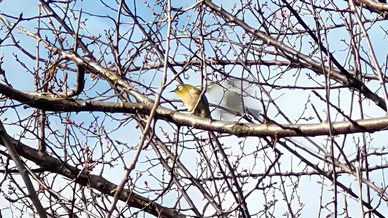 メジロ 横浜市旭区鶴ヶ峰本町