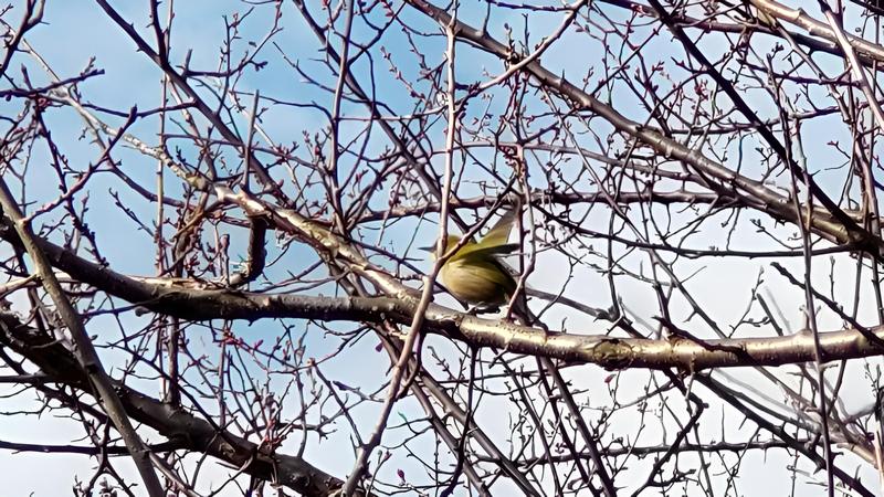 メジロ 横浜市旭区鶴ヶ峰本町