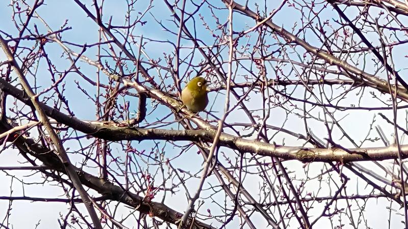 メジロ 横浜市旭区鶴ヶ峰本町